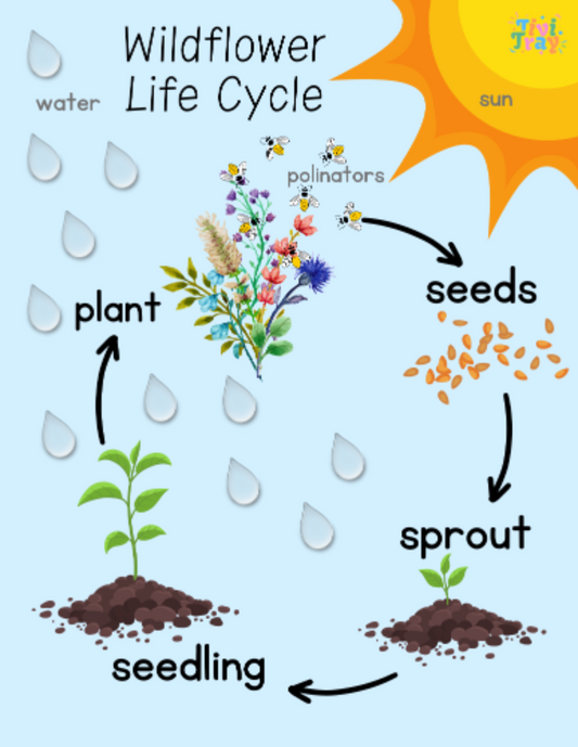 Tivi Mat: Wildflower Life Cycle